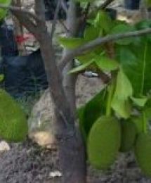 giống mít thái siêu sớm