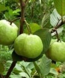 Cây ổi nữ hoàng