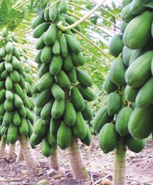 Cây đu đủ ruột vàng
