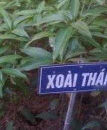 xoài thái lan