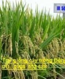 LÚA GIỐNG IR50404