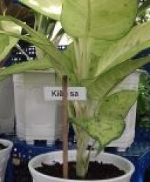 Cây kiểng thiên hoàng